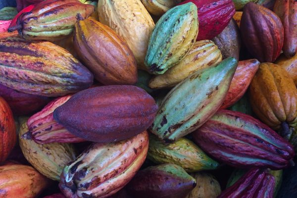 Improving cacao farming techniques set to offer major sector breakthrough Improving cacao farming techniques set to offer major sector breakthrough